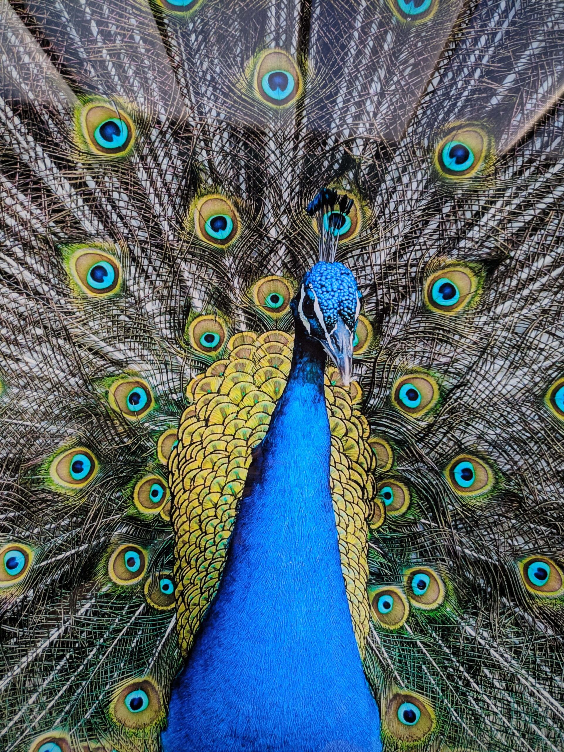 Peacock Splashback