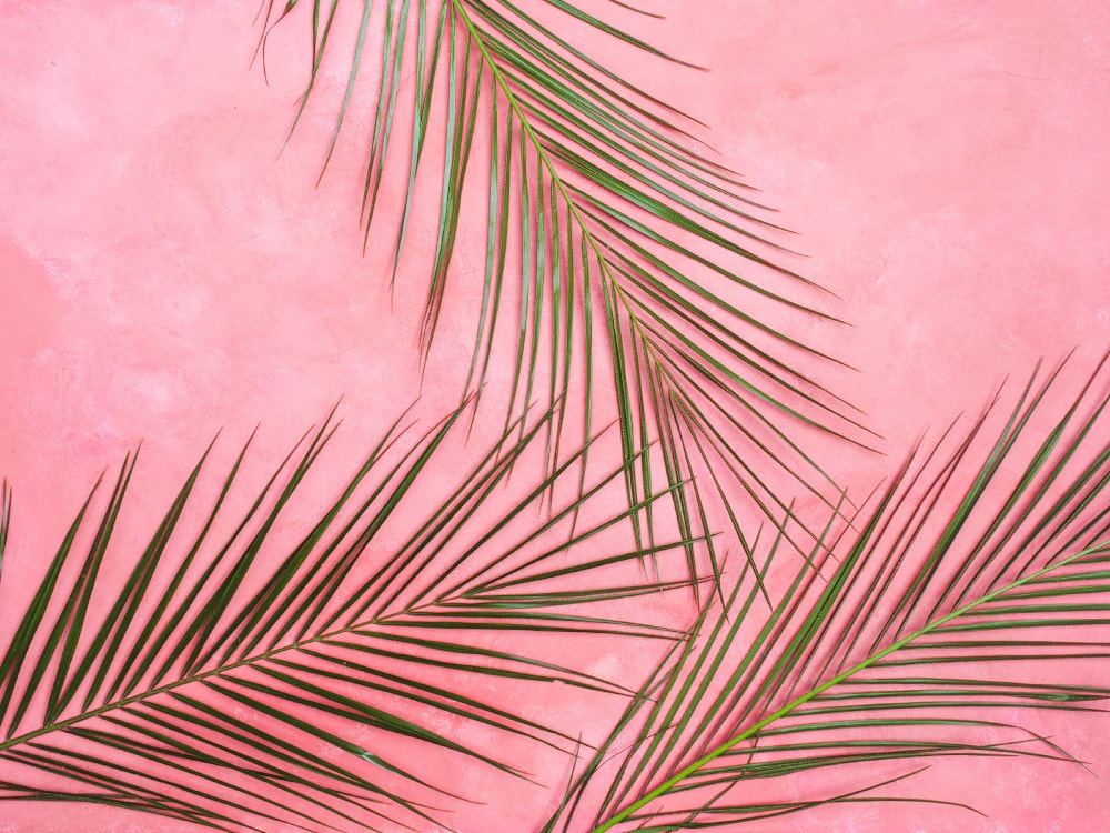 ferns on pink glass splashback